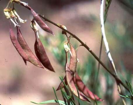 Image of Ripley's milkvetch