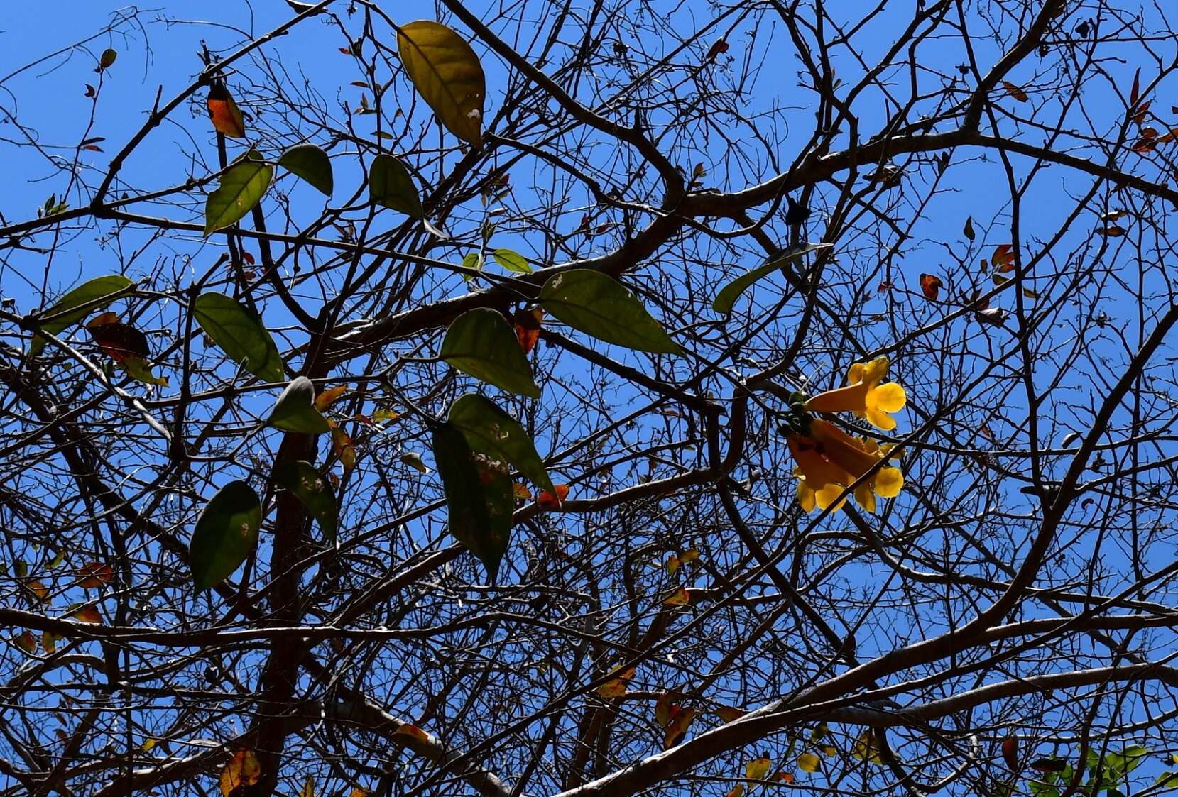 Image of Anemopaegma chrysanthum Dugand