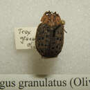 Image of Omorgus (Afromorgus) granulatus (Herbst 1783)