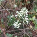 Слика од Symphorema involucratum Roxb.