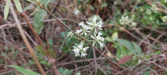 Слика од Symphorema involucratum Roxb.