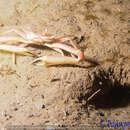 Image of angular crab