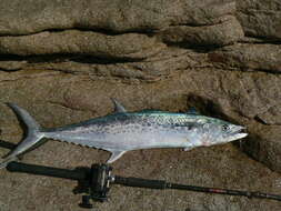 Image of Australian Spotted Mackerel