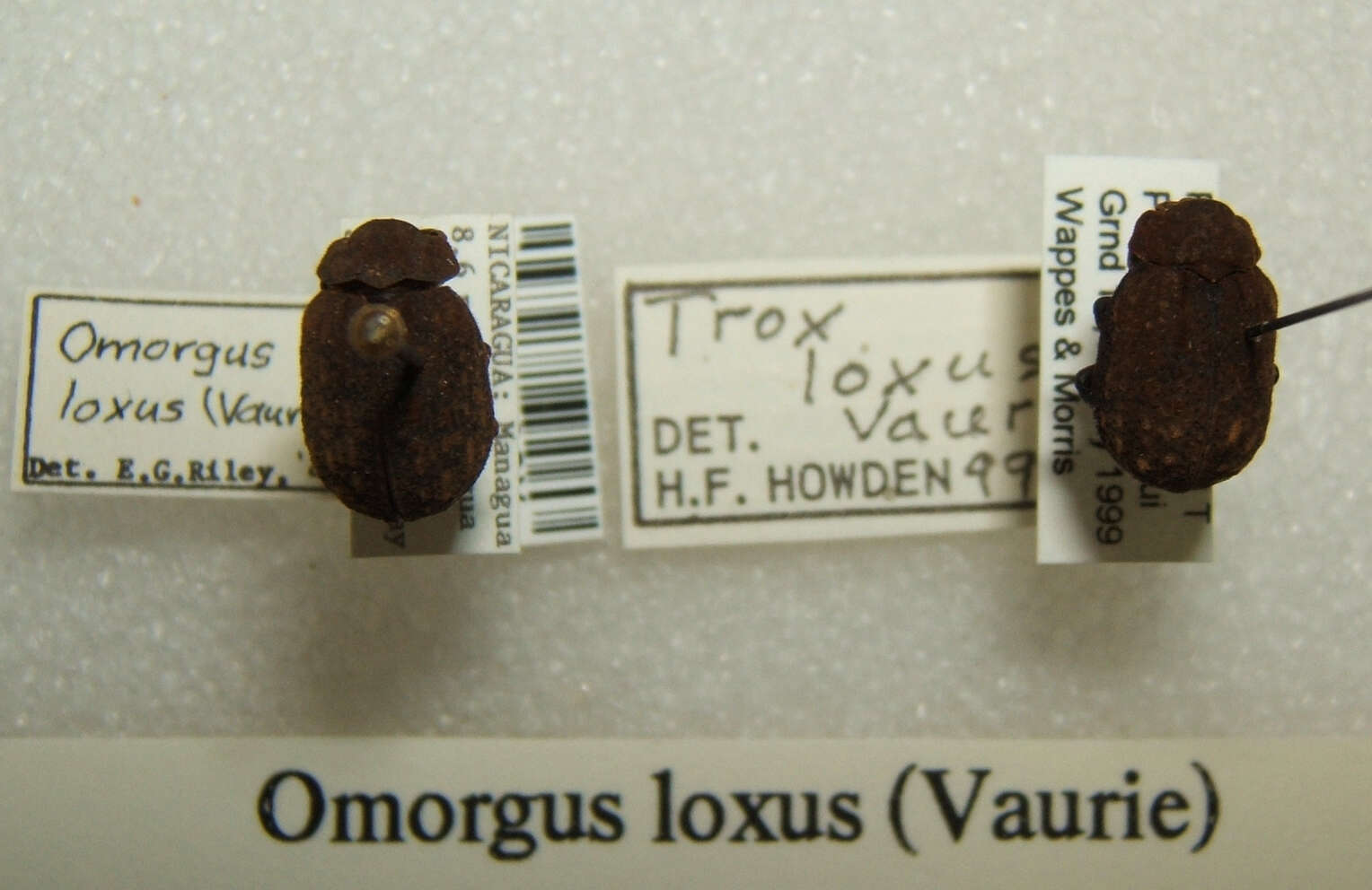 Image of Omorgus (Omorgus) loxus (Vaurie 1955)