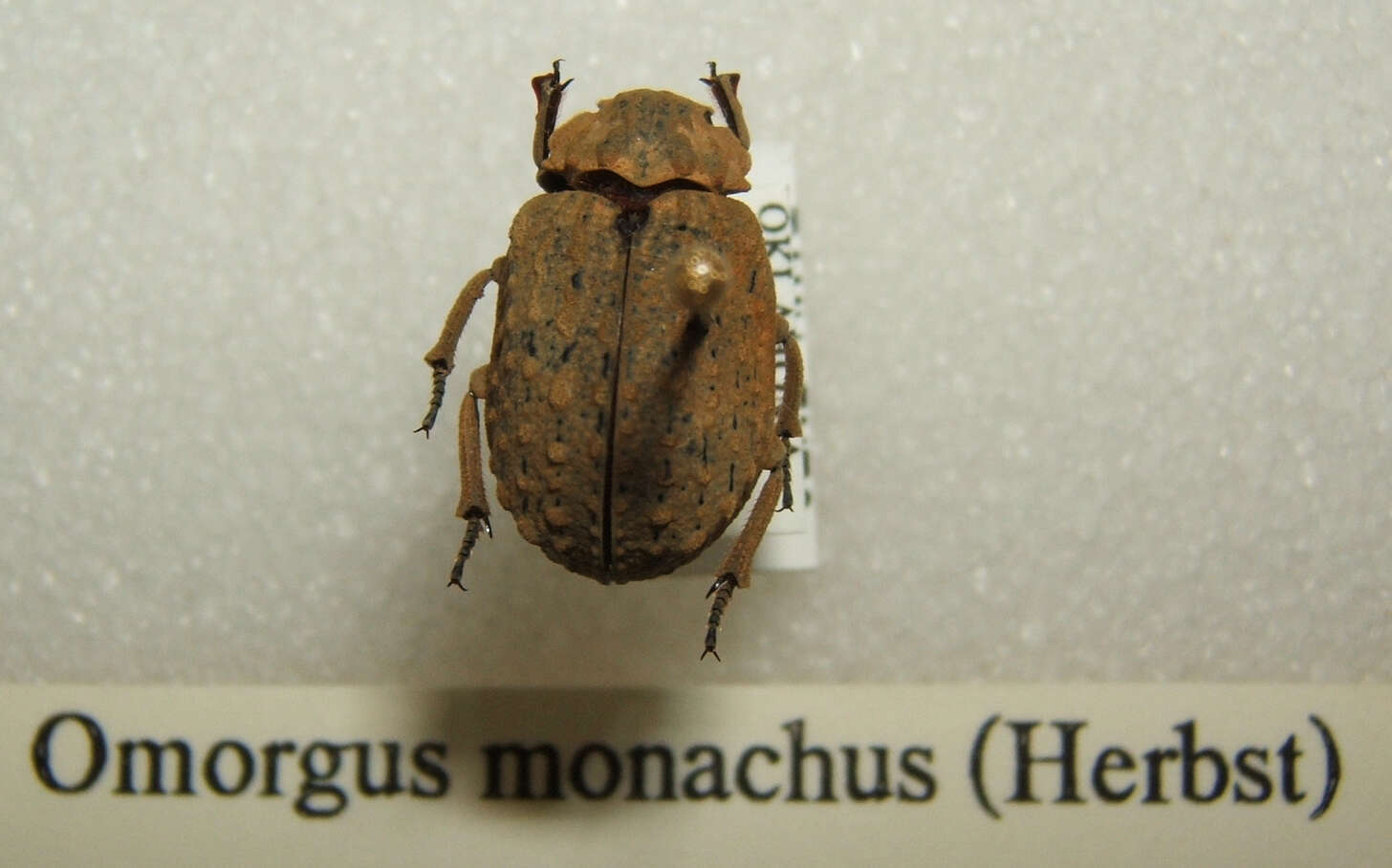 Image of Omorgus (Omorgus) monachus (Herbst 1790)