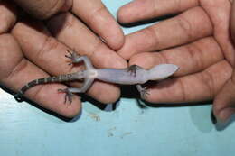 Image of Marbled Bow-fingered Gecko