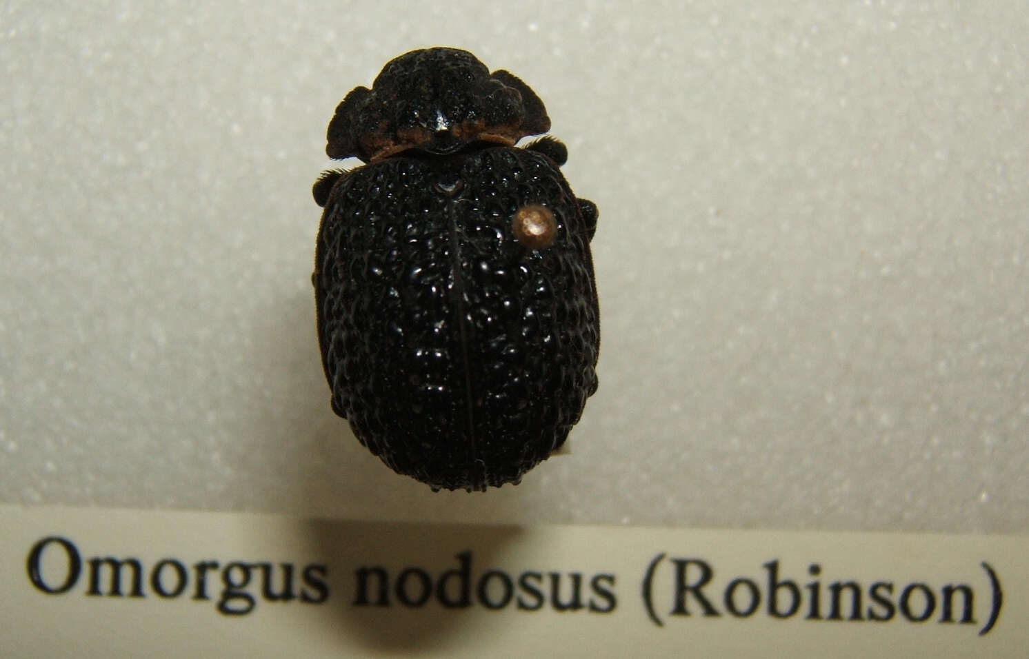 Image of Omorgus (Omorgus) nodosus (Robinson 1940)