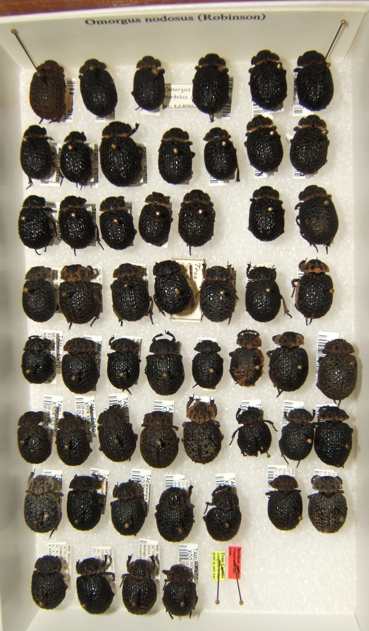 Image of Omorgus (Omorgus) nodosus (Robinson 1940)