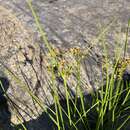 Image of Dentate umbrella sedge