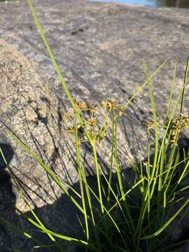 Imagem de Cyperus dentatus Torr.