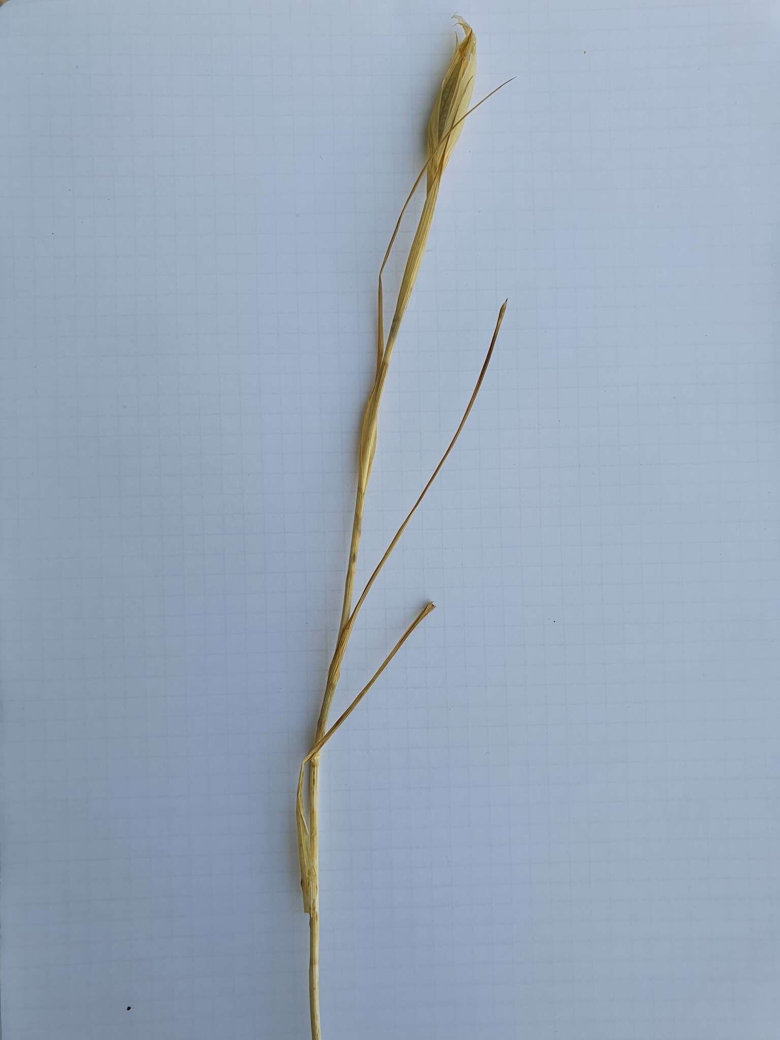 Image of Iris juncea Poir.