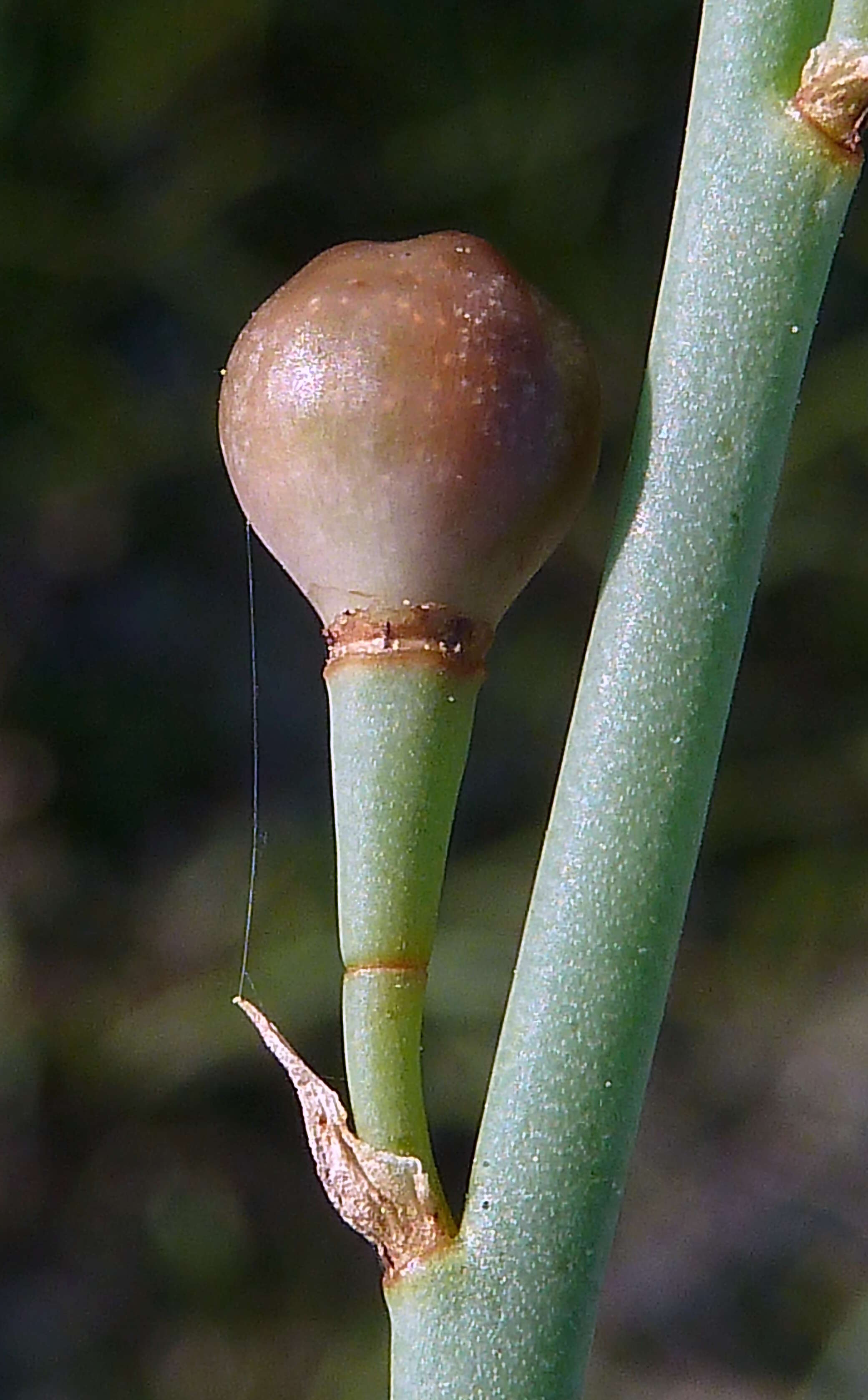 Image of onionweed