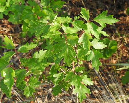 Image of eastern poison ivy