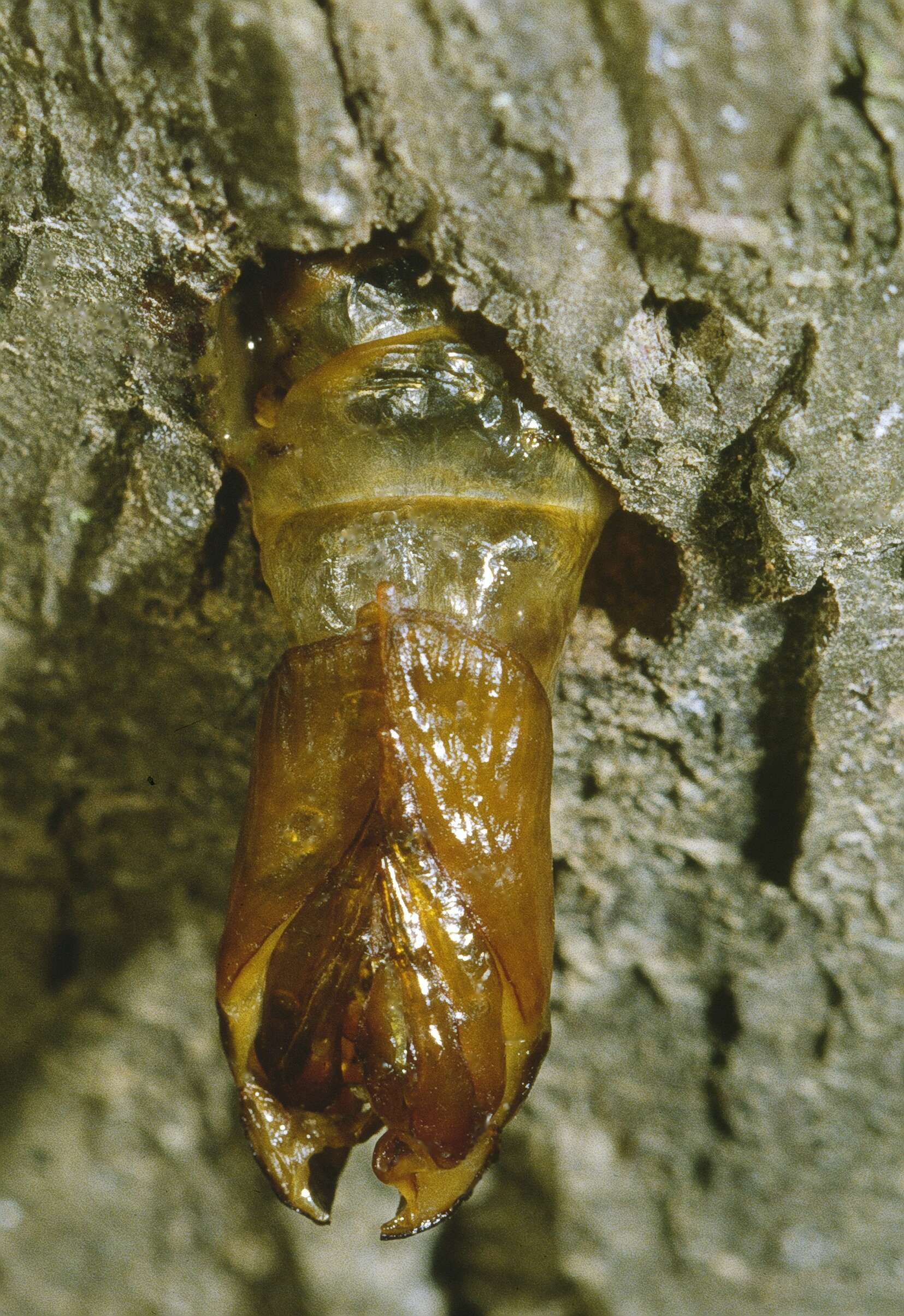 Image de zeuzère du marronnier