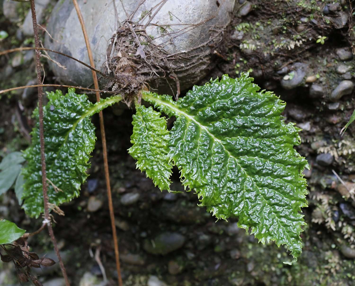 Image of Conandron ramondioides Sieb. & Zucc.