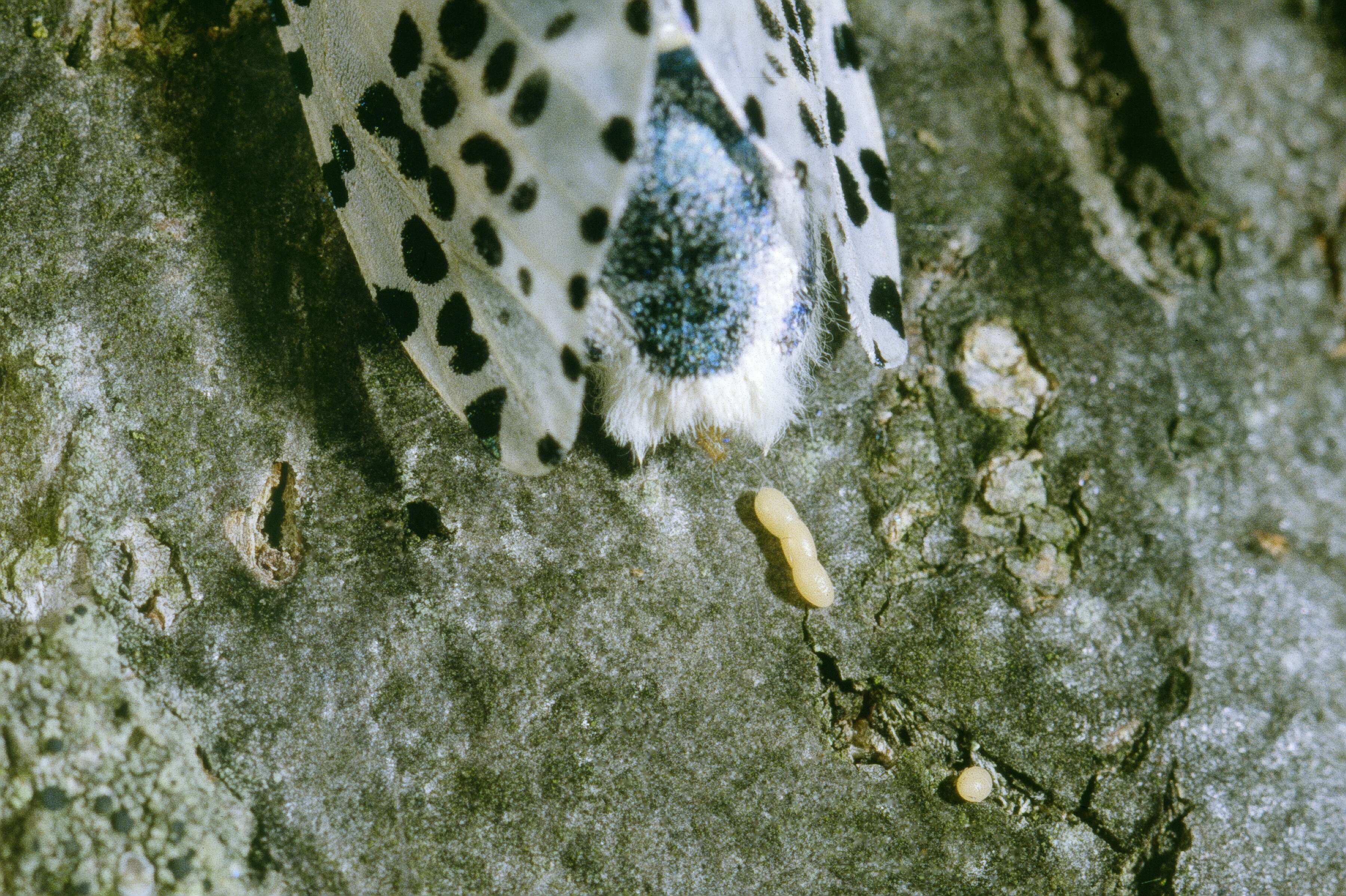 Image of leopard moth