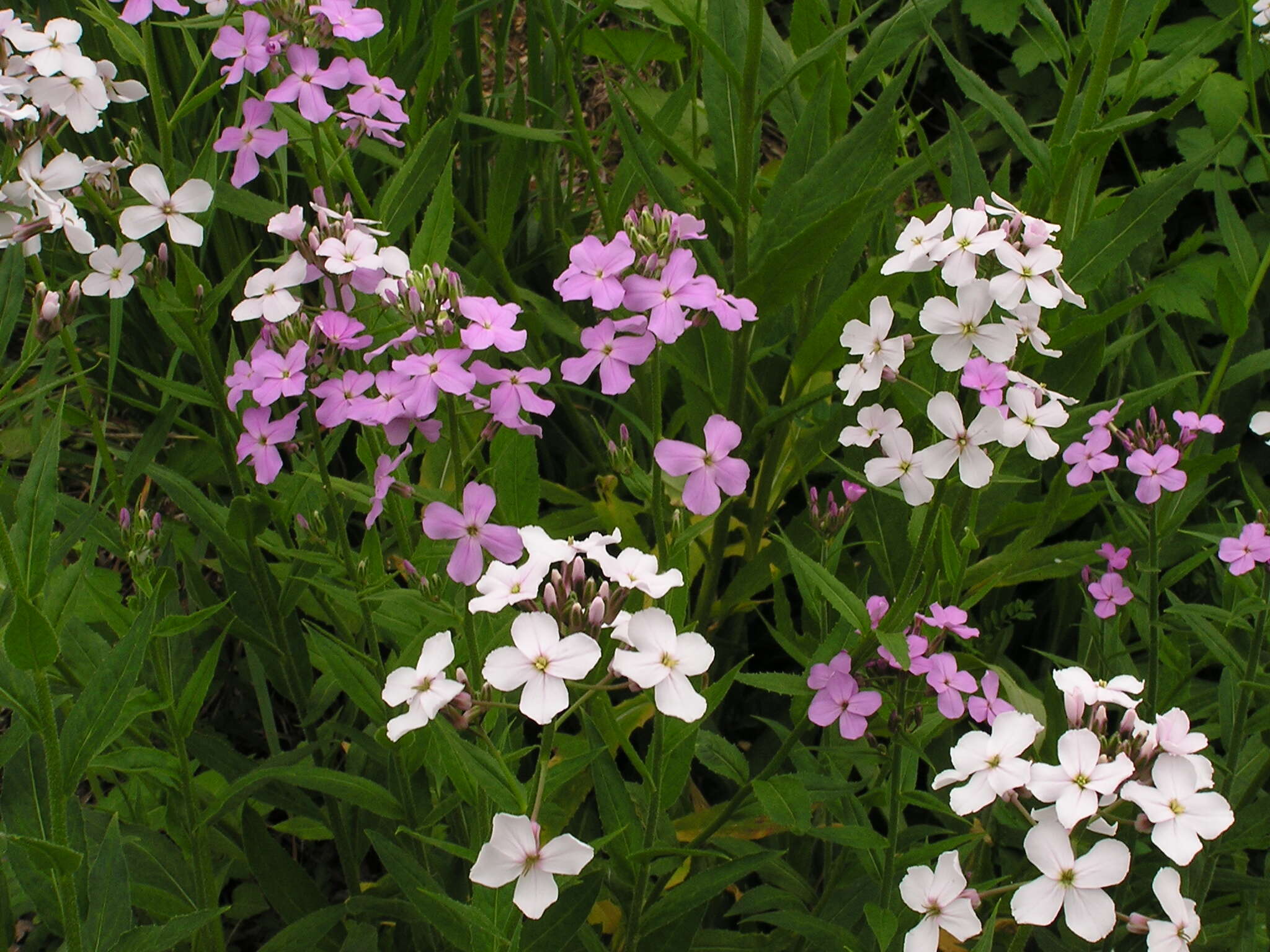 Imagem de Hesperis matronalis L.