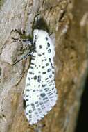 Image of leopard moth