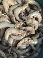 Image of Indian white prawn