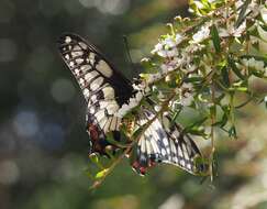 Image of Dainty Swallowtail