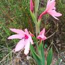 Image of Watsonia strictiflora Ker Gawl.