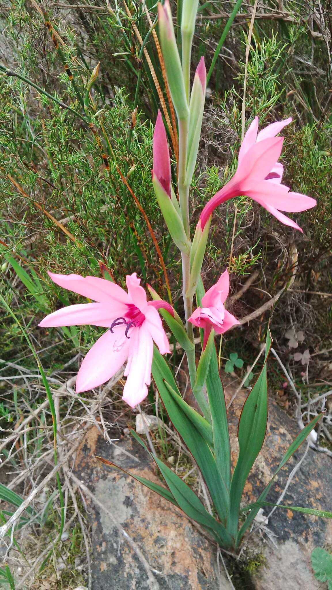 Image of Watsonia strictiflora Ker Gawl.