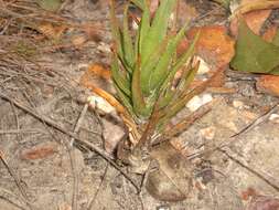 Aloiampelos decumbens (Reynolds) Klopper & Gideon F. Sm. resmi