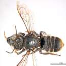 Image of Megachile heliophila Cockerell 1913