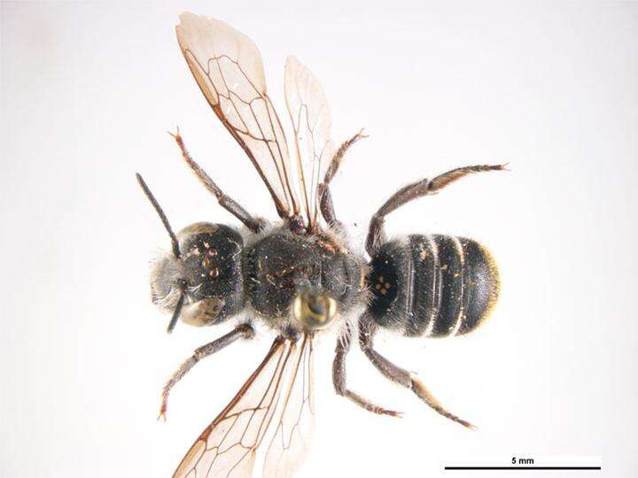 Imagem de Megachile heliophila Cockerell 1913