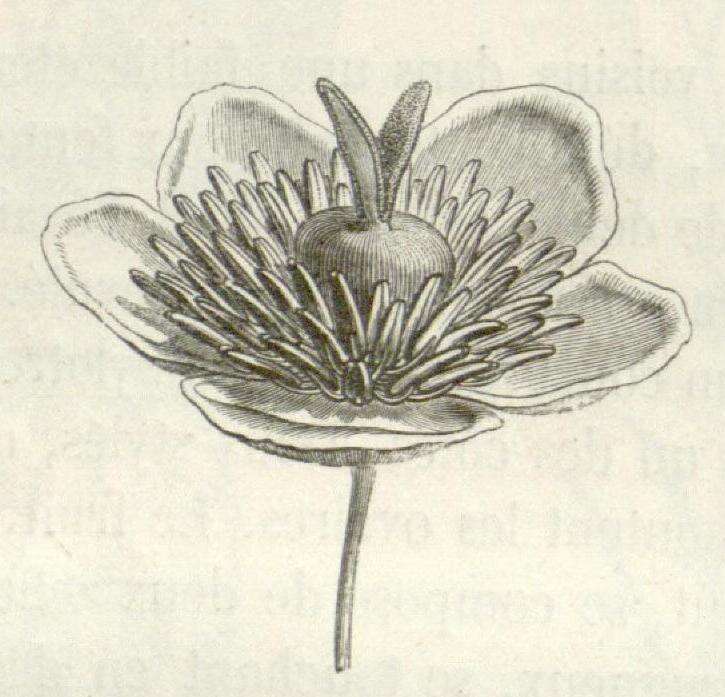 Image of Barbeuia madagascariensis Steud.