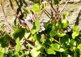 Image of Ivy-leaved Toadflax