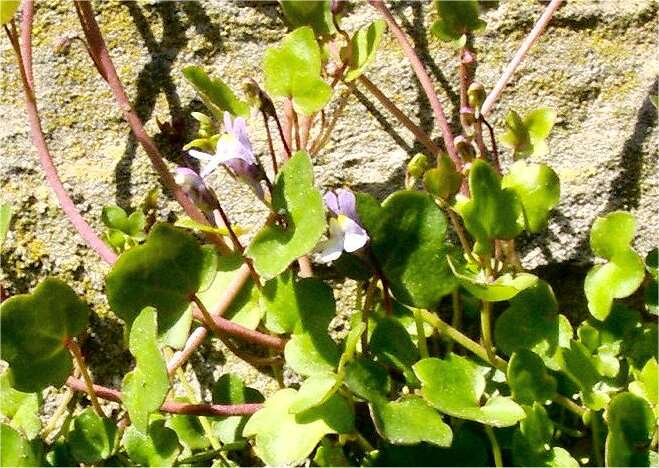 Image of Ivy-leaved Toadflax