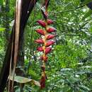 Image of Heliconia pogonantha Cufod.