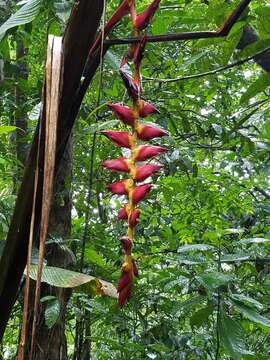 Image of Heliconia pogonantha Cufod.