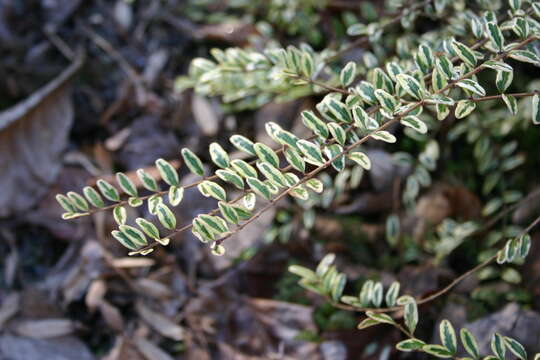 صورة Lonicera pileata var. yunnanensis (Franch.) Bernd Schulz