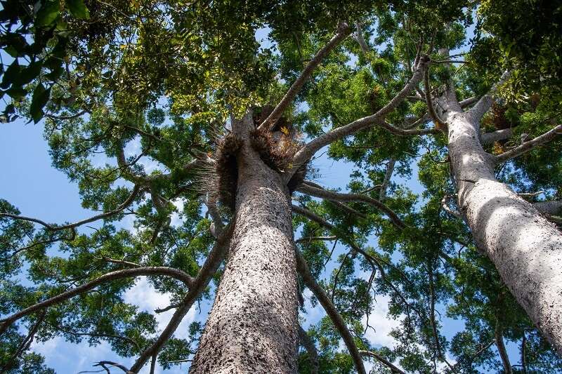 Image of Atherton Kauri Pine