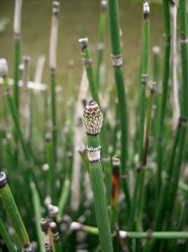 Image of Common Scouring-Rush