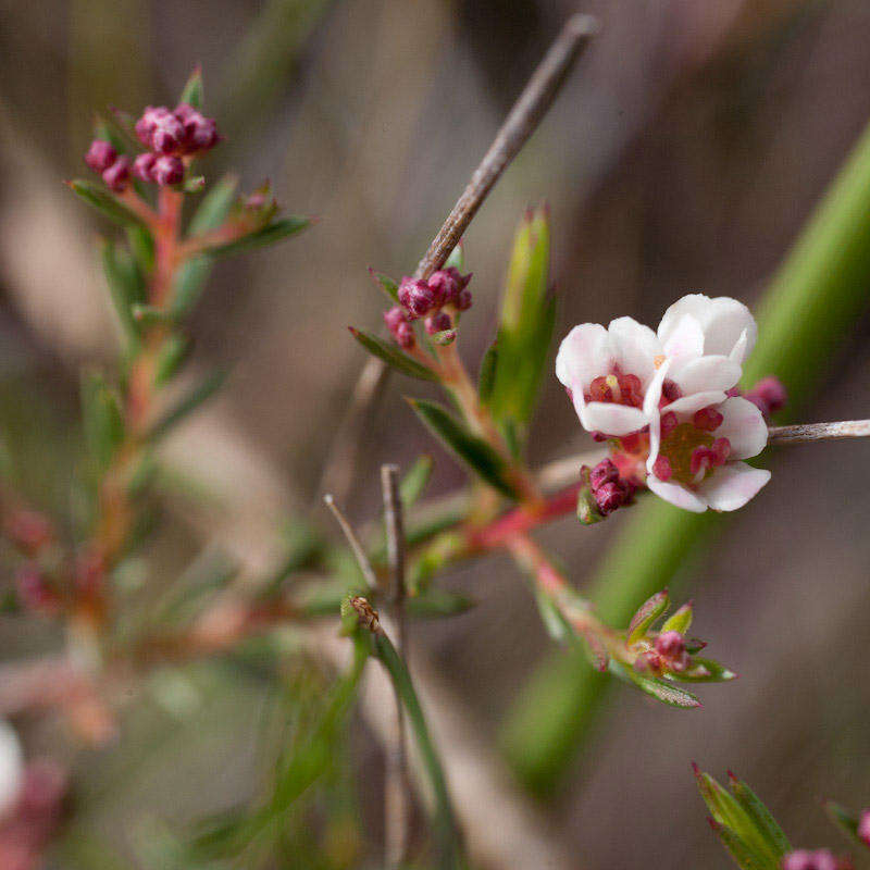 Image of Diosma hirsuta L.