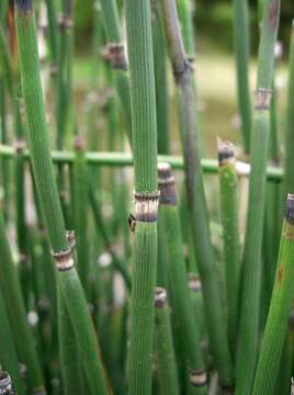 Image of Common Scouring-Rush