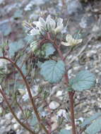 Image of longstalk phacelia