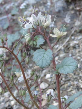 Image of longstalk phacelia