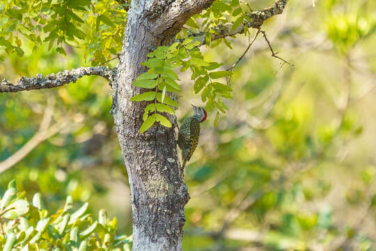 Image of Green-backed Woodpecker