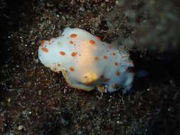 Image of Red spotted transluscent slug