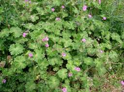 Image of dovefoot geranium