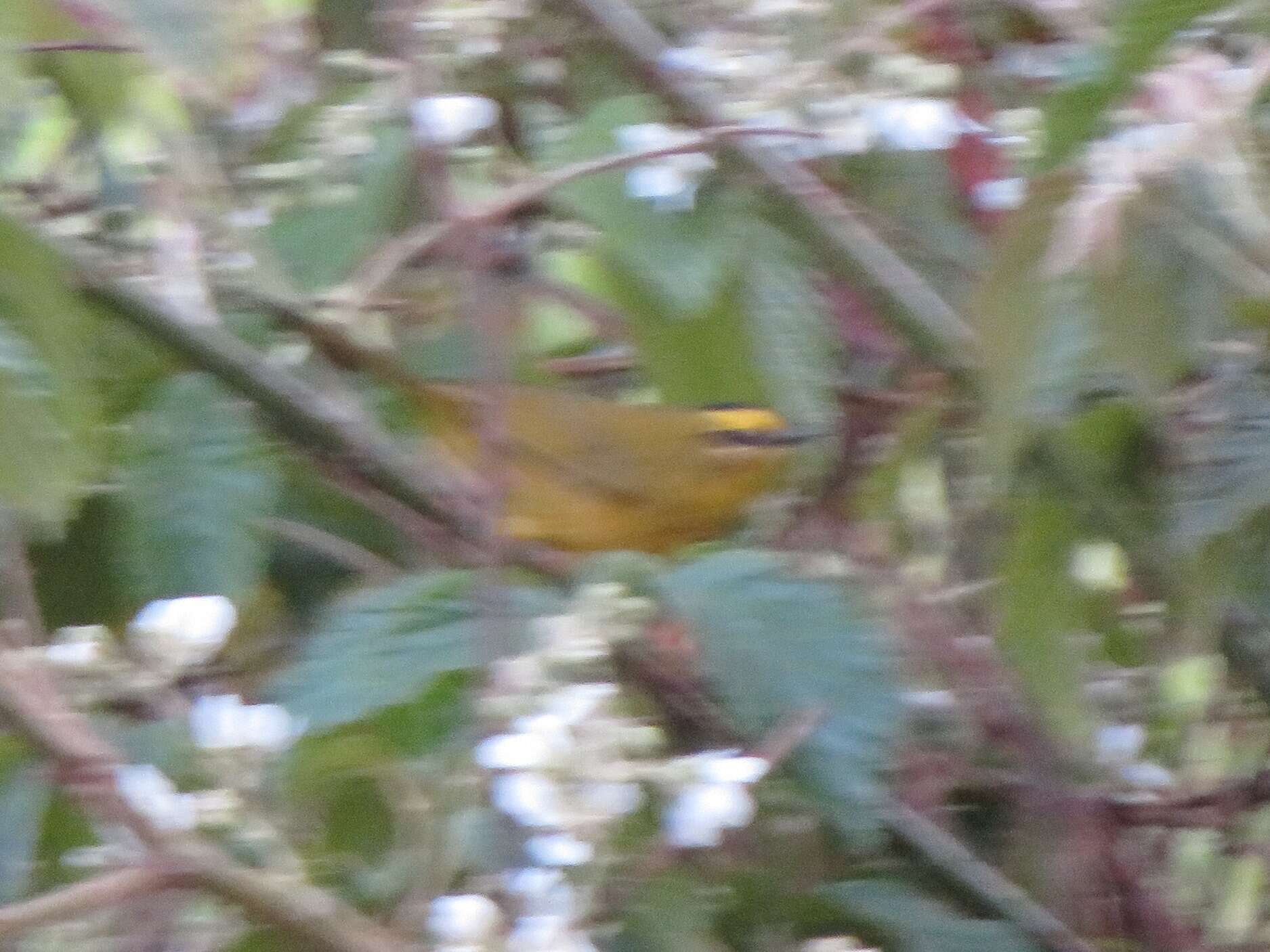 Image of Black-crested Warbler