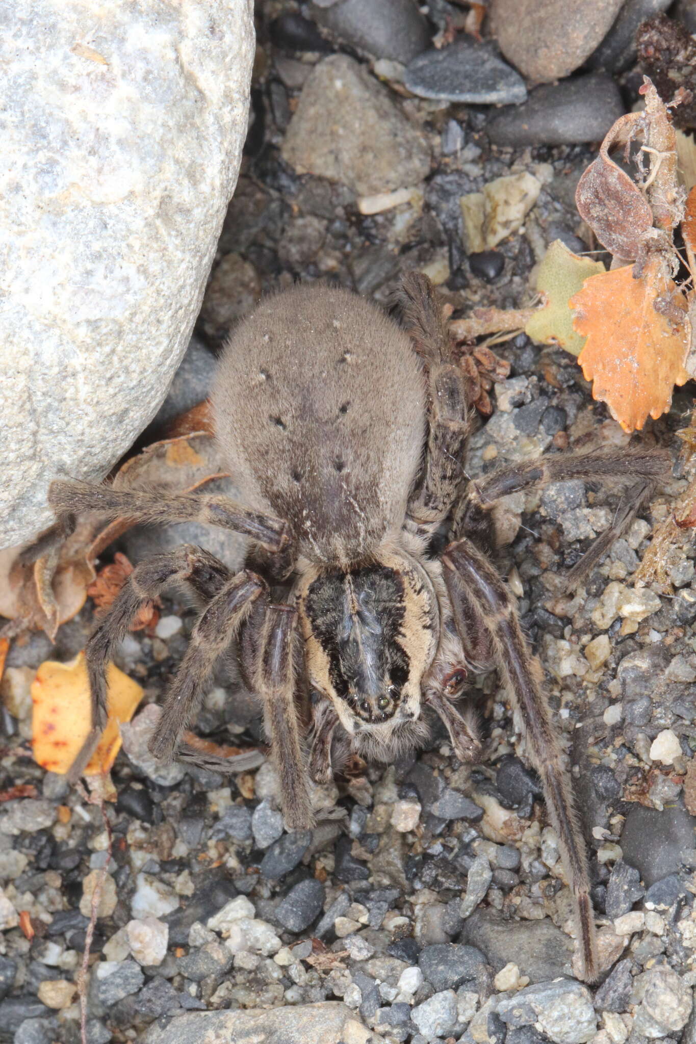 Plancia ëd Dolomedes aquaticus Goyen 1888