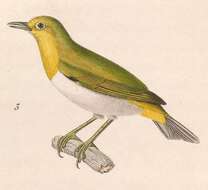 Image of white-eyes