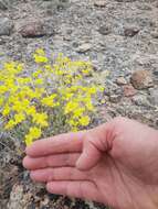 Image of Eriogonum strictum var. anserinum (Greene) S. Stokes