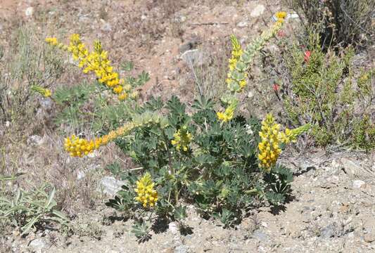 Слика од Lupinus luteolus Kellogg