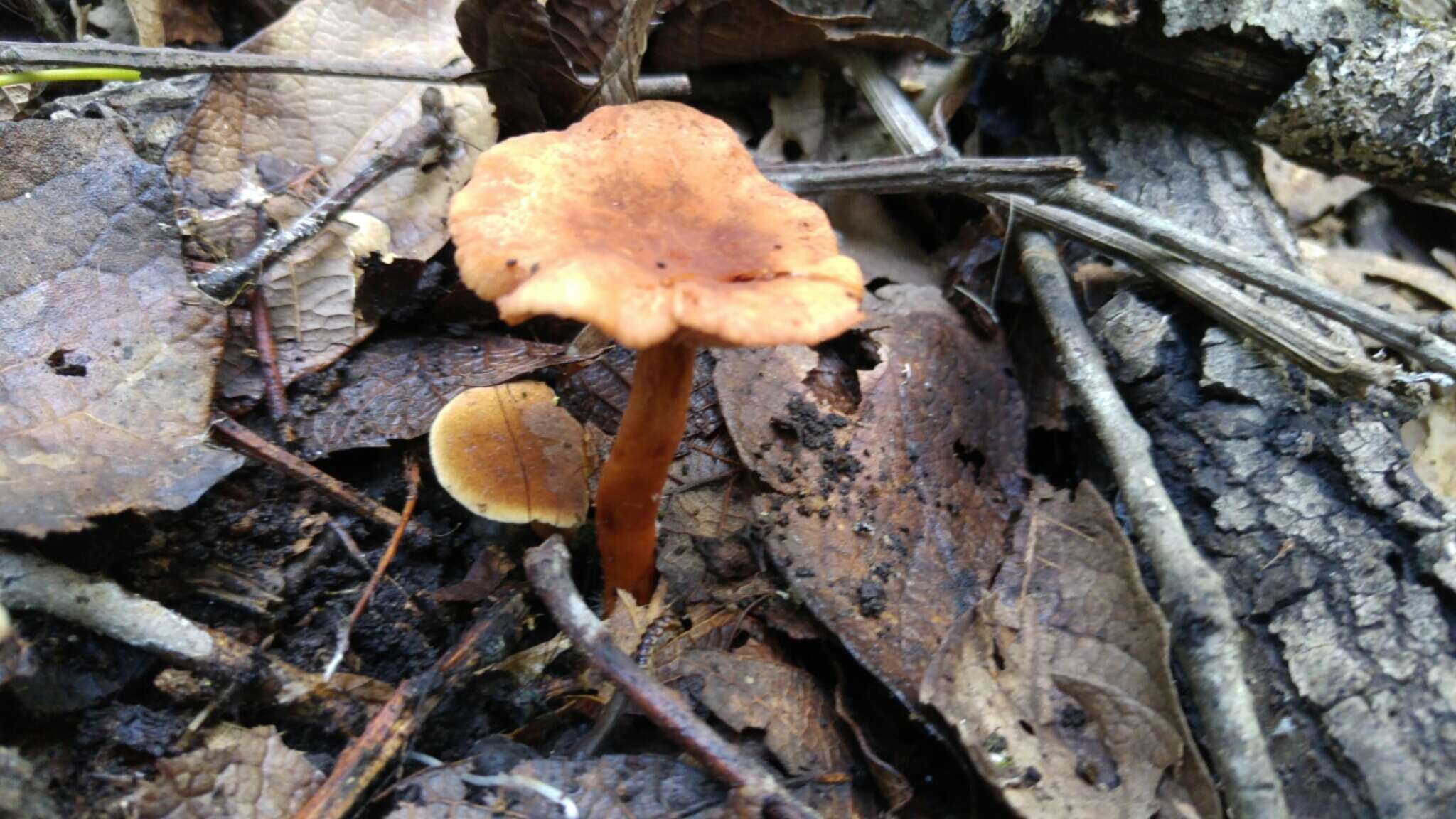 Plancia ëd Lactarius strigosipes Montoya & Bandala 2008